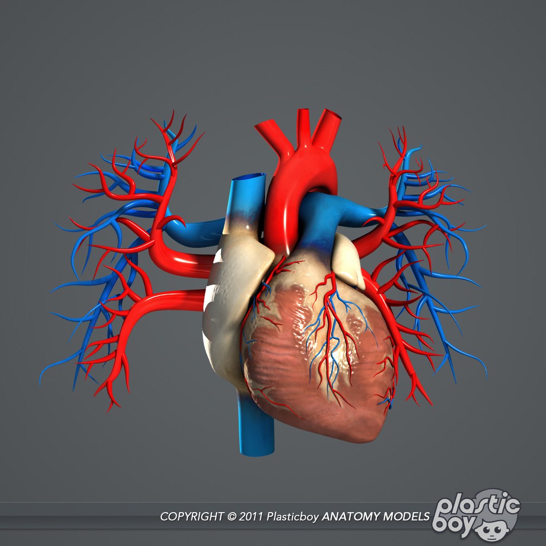 complete male anatomy 3d model https://p.turbosquid.com/ts-thumb/Ad/KRcsDK/esHz4my4/heart_01/jpg/1302697466/1920x1080/fit_q87/c077870998a3b9a886c2fbf0d9ba093cade06bdd/heart_01.jpg