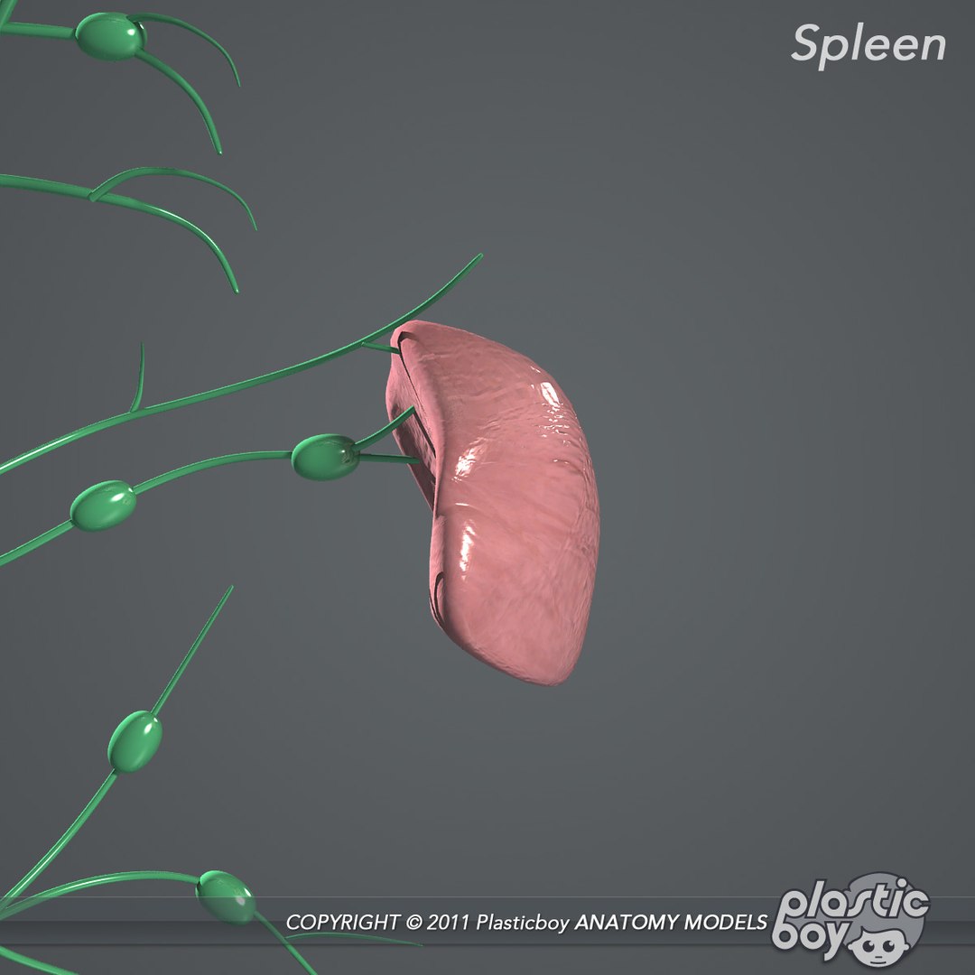 complete male anatomy 3d model https://p.turbosquid.com/ts-thumb/Ad/KRcsDK/k2yIJ9Ek/lymphatic_06/jpg/1302697466/1920x1080/fit_q87/a39d896f393e6e2555d6fbe5c0cd4e67994bd1ac/lymphatic_06.jpg