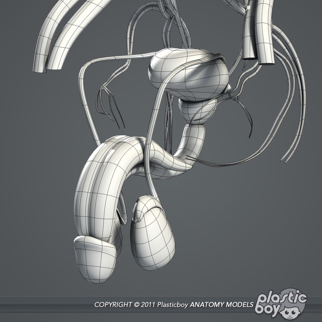complete male anatomy 3d model https://p.turbosquid.com/ts-thumb/Ad/KRcsDK/mYlKCLF5/urinary_03_wf/jpg/1302697467/1920x1080/fit_q87/0230cc4a48dfafb79e0a91640b9f7a4199c79087/urinary_03_wf.jpg