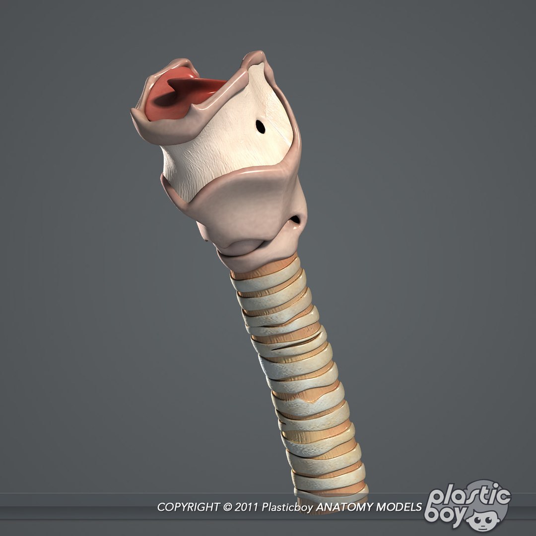 complete male anatomy 3d model https://p.turbosquid.com/ts-thumb/Ad/KRcsDK/sVwnt2Ev/larynx_02/jpg/1302697466/1920x1080/fit_q87/d13735545ae5f56edc27c8433a8850968b8f311b/larynx_02.jpg