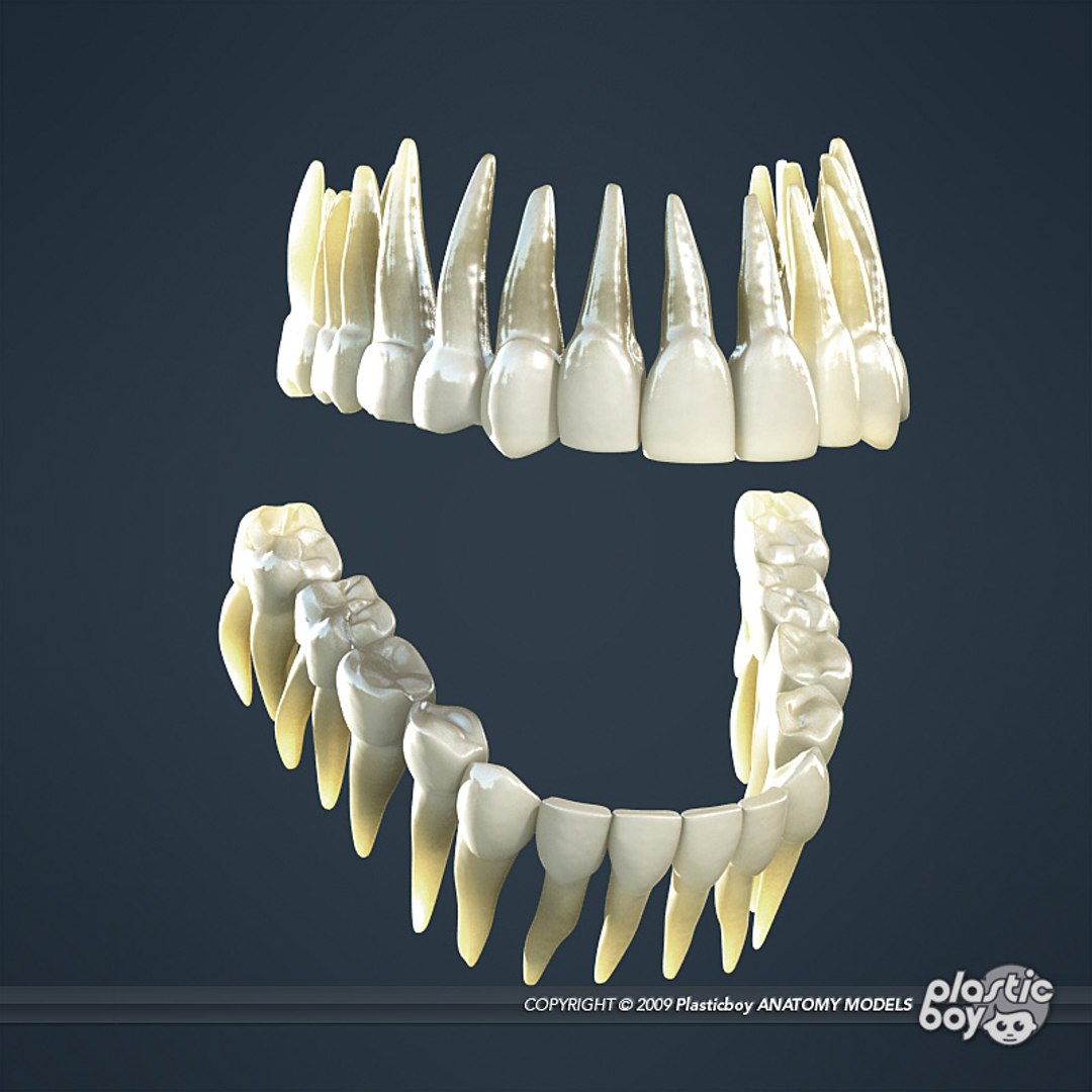 complete male anatomy 3d model https://p.turbosquid.com/ts-thumb/Ad/KRcsDK/saYgXJ2b/dental_03/jpg/1302697466/1920x1080/fit_q87/67f7874ec3cfe28bb6caab1c82c24fb4e6a0d65e/dental_03.jpg