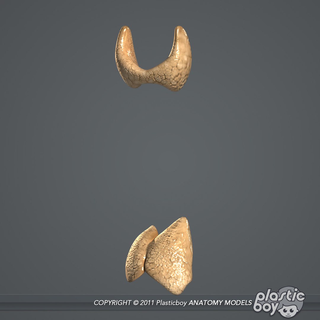 complete male anatomy 3d model https://p.turbosquid.com/ts-thumb/Ad/KRcsDK/yyI3jlUY/urinary_06/jpg/1302697467/1920x1080/fit_q87/7480e9e5b1eb2ca02e56cb8459db424657b49f27/urinary_06.jpg