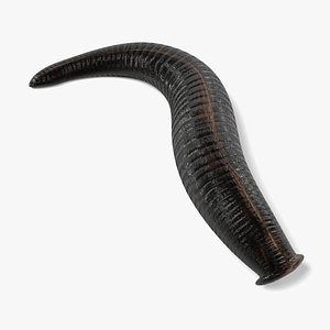 leech hirudo medicinalis 3ds