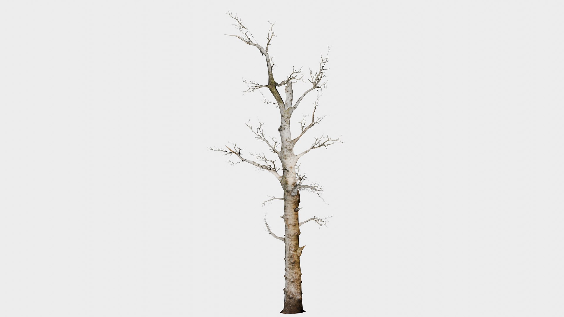 14 in 1 Woods Trees Collection - Game Assets - Low Poly 3D model https://p.turbosquid.com/ts-thumb/Ad/iPKWfC/4Q/pine_dead/png/1745897960/1920x1080/fit_q87/9e44a036b4108581bd3a460aa34b857219117054/pine_dead.jpg
