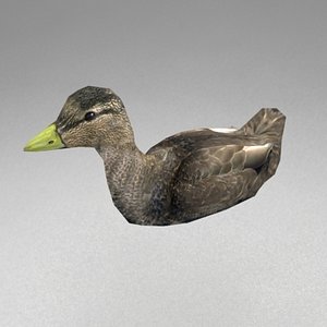 swimming duck 3d model