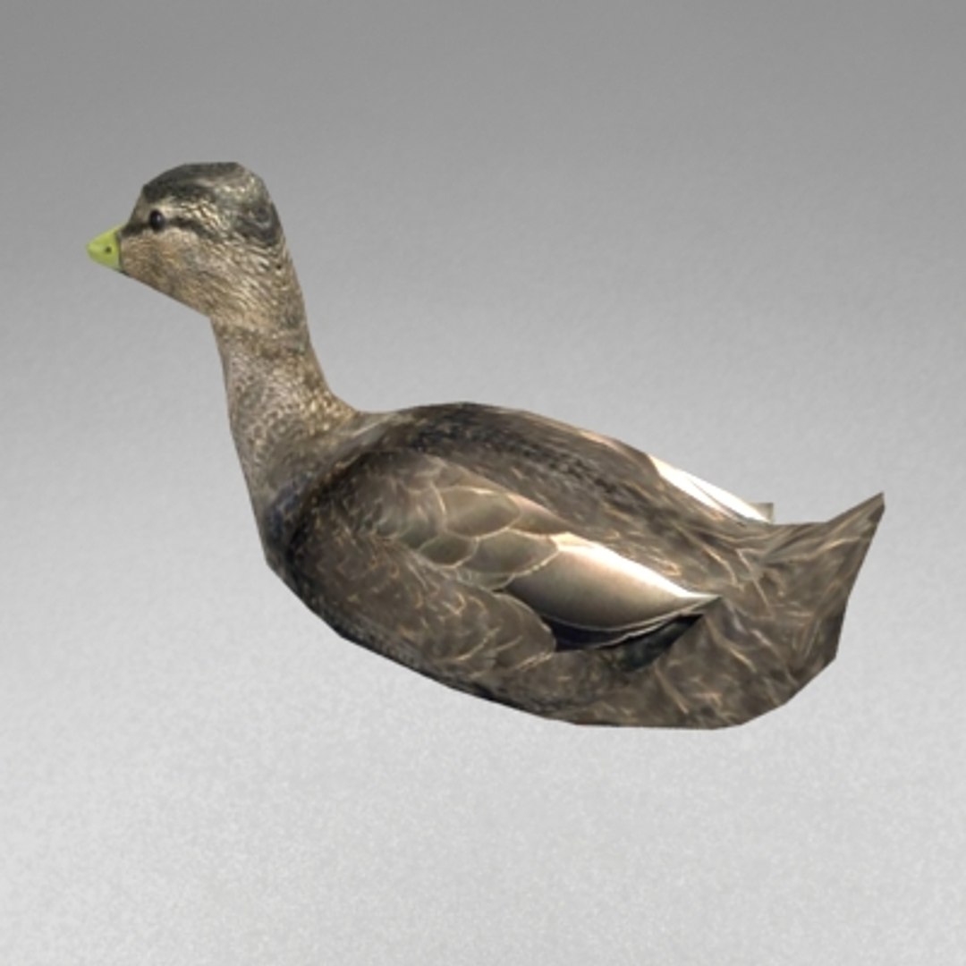 swimming duck 3d model