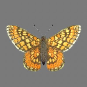 3d butterfly fur marsh model