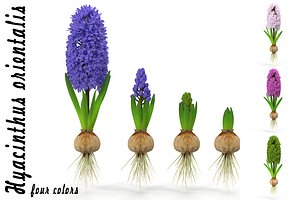 Hyacinthus orientalis
