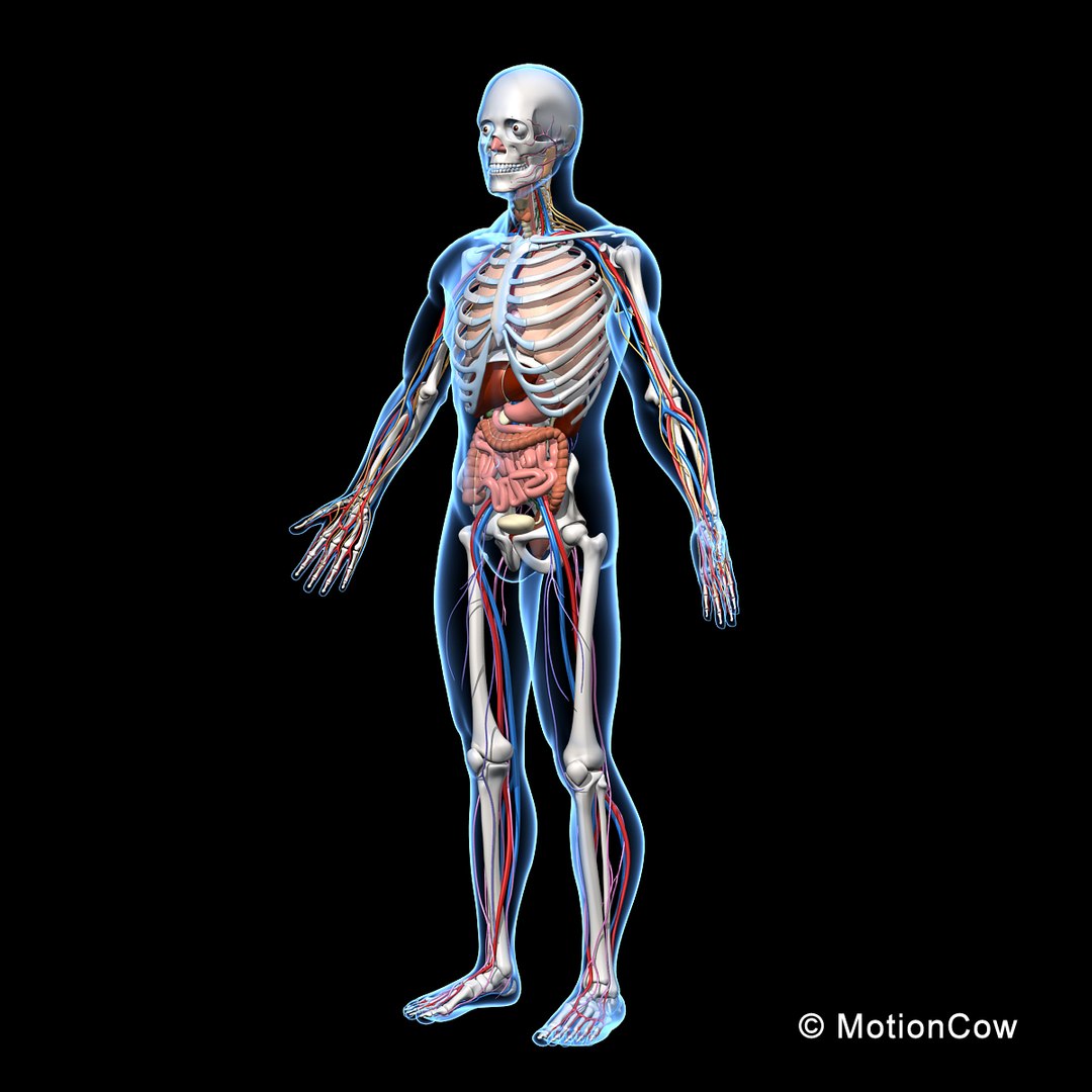 human anatomy nervous systems max https://p.turbosquid.com/ts-thumb/Ad/wv24tE/1S8aBsss/skeleton_anatomy_nervous_rotatea/jpg/1380857024/1920x1080/fit_q87/5460fffba1992bbdf65d4d0f4f6ad05bae36596c/skeleton_anatomy_nervous_rotatea.jpg