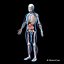 Skeleton Anatomy Nervous System - Rigged