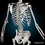 Skeleton Anatomy Nervous System - Rigged