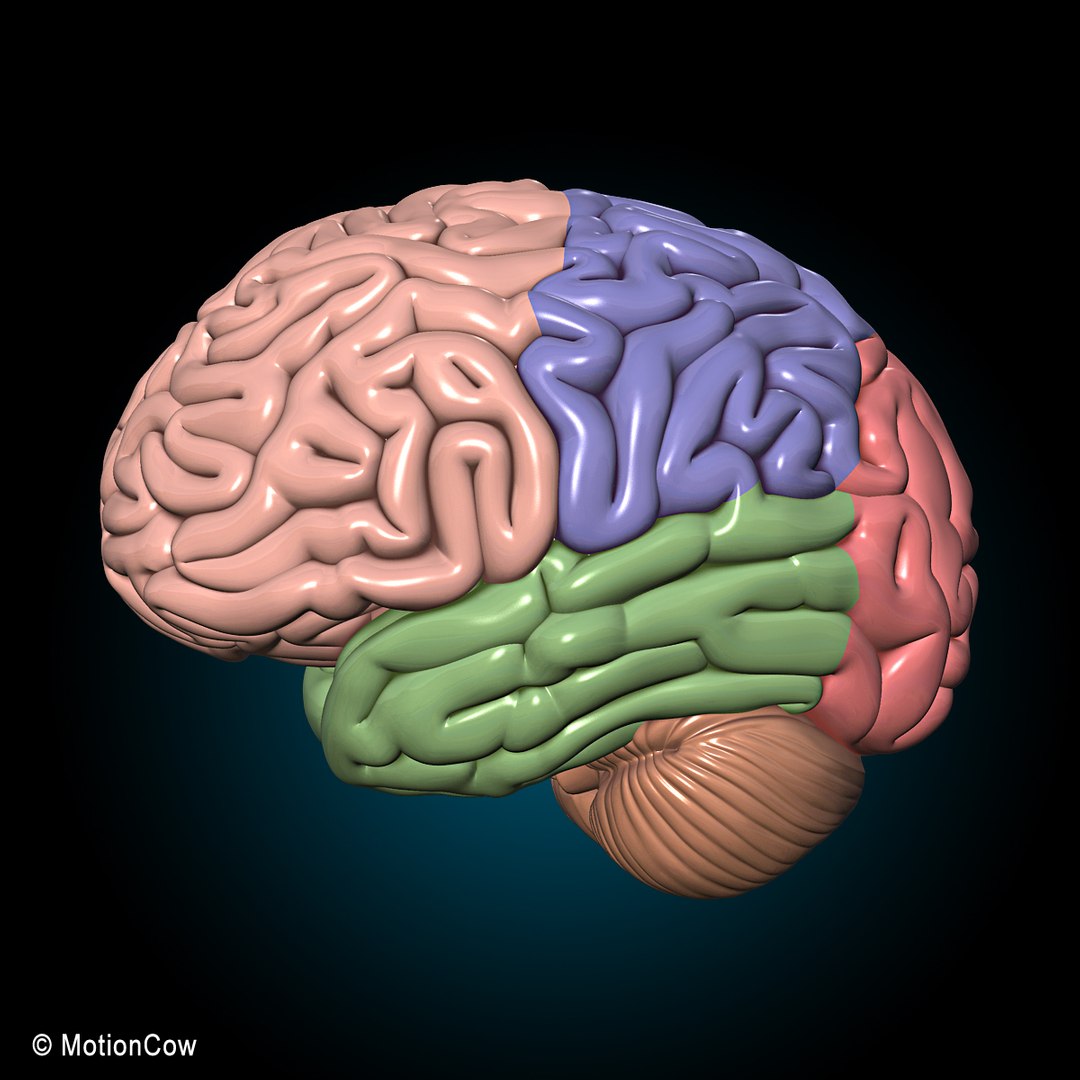 human anatomy nervous systems max https://p.turbosquid.com/ts-thumb/Ad/wv24tE/4DGxV2hW/brain_ultimate_s1/jpg/1380885915/1920x1080/fit_q87/0a239a91a4135fa70804dd7a5ab0b7b162d86fa5/brain_ultimate_s1.jpg