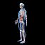 Skeleton Anatomy Nervous System - Rigged