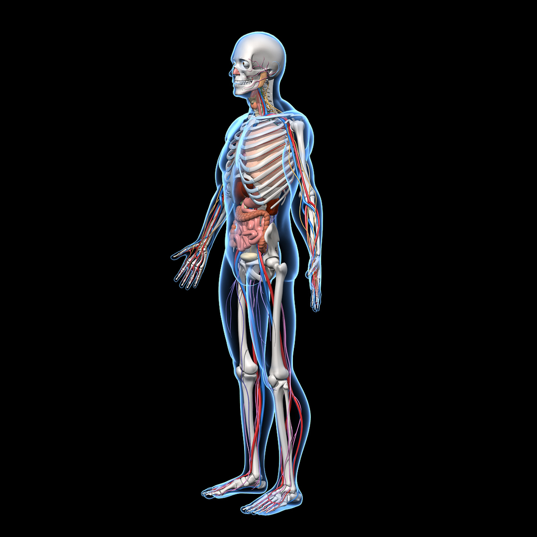 human anatomy nervous systems max https://p.turbosquid.com/ts-thumb/Ad/wv24tE/58Xeib63/san_rotate_a_0.jpg3db3e21e3e7d47139f5a0917142c5f1ezoom/jpg/1380508630/1920x1080/turn_fit_q99/36f907a336a443c30e6406a83cc654a0846aef8a/san_rotate_a_0.jpg3db3e21e3e7d47139f5a0917142c5f1ezoom-1.jpg