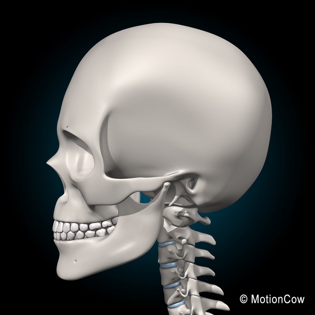 human anatomy nervous systems max https://p.turbosquid.com/ts-thumb/Ad/wv24tE/5Avz9YCY/skeleton_i_skull_c/jpg/1380887275/1920x1080/fit_q87/fb6b15344ebe3687454d8d15964338b9c766524e/skeleton_i_skull_c.jpg