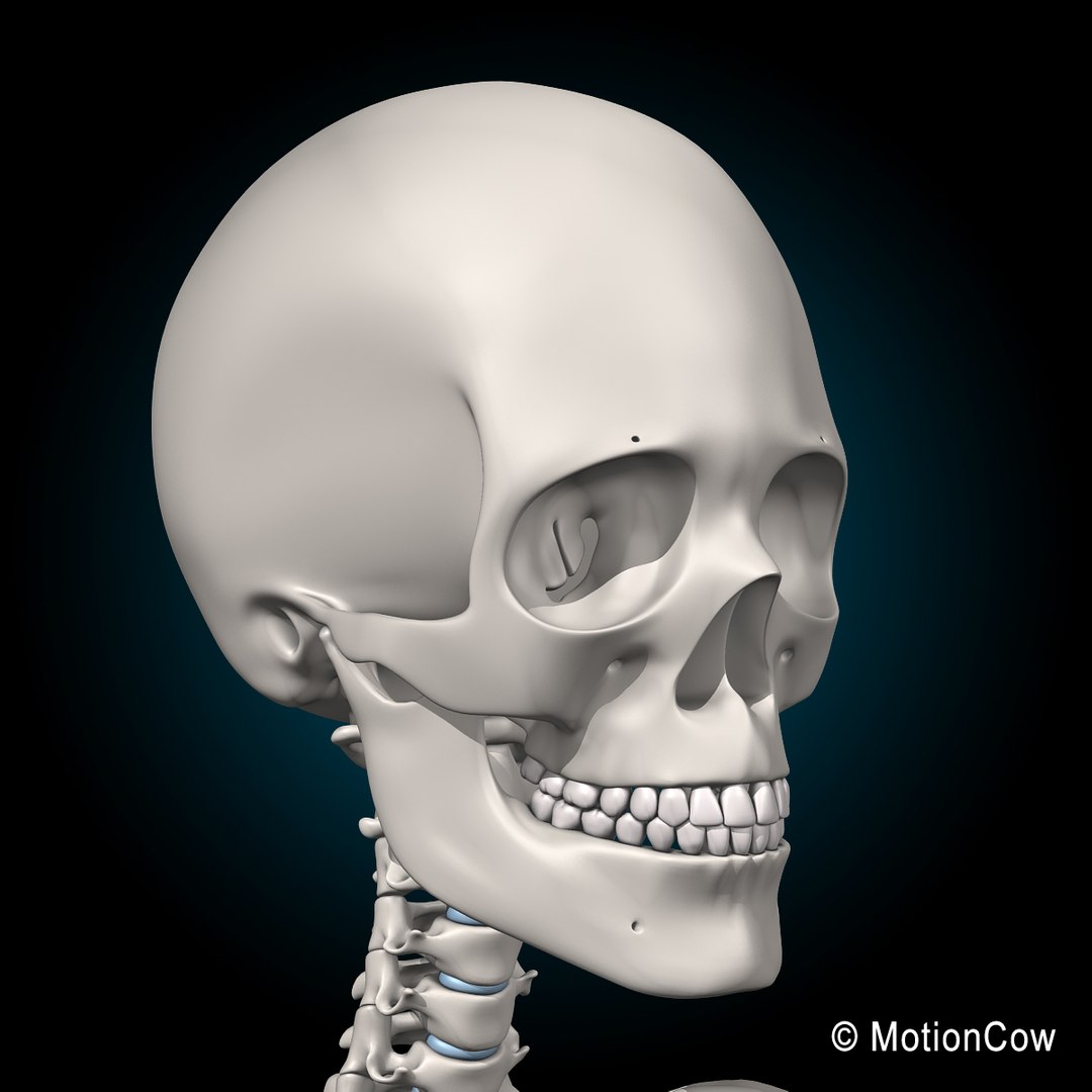 human anatomy nervous systems max https://p.turbosquid.com/ts-thumb/Ad/wv24tE/5FMuZyPT/skeleton_i_skull_a/jpg/1380887275/1920x1080/fit_q87/3befb2686bbec4bed5bed6cb3728ed64c4510043/skeleton_i_skull_a.jpg
