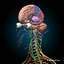 Skeleton Anatomy Nervous System - Rigged