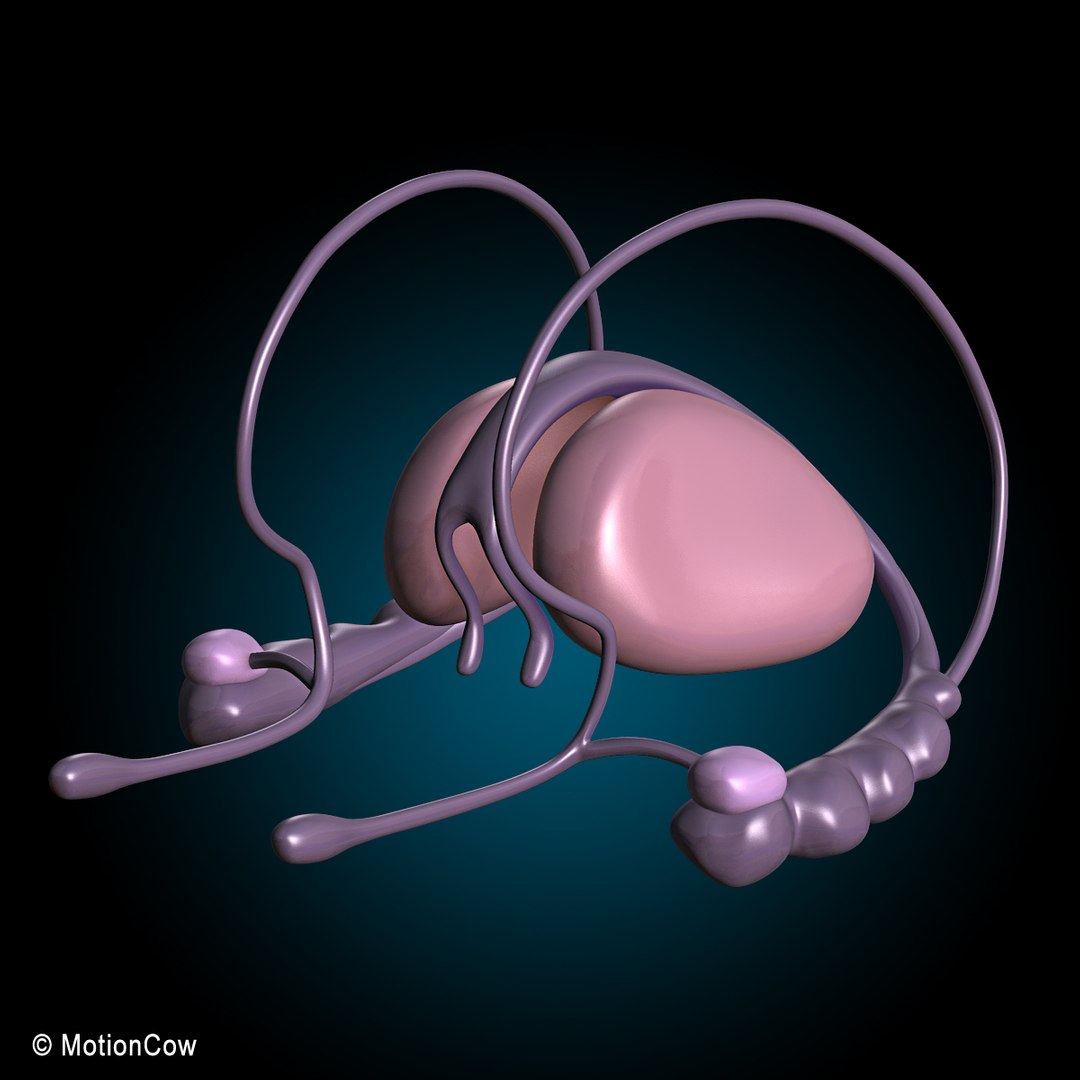 human anatomy nervous systems max https://p.turbosquid.com/ts-thumb/Ad/wv24tE/95cDQvXC/brain_ultimate_n/jpg/1380885915/1920x1080/fit_q87/365bf8a0e1e14b1dd87c32624dc1a197bdc6f23d/brain_ultimate_n.jpg
