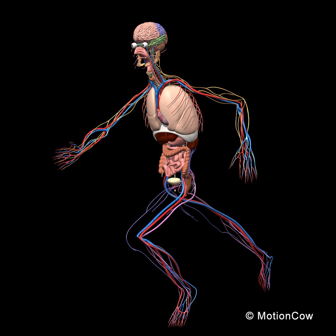 human anatomy nervous systems max https://p.turbosquid.com/ts-thumb/Ad/wv24tE/9covOFsa/skeleton_anatomy_nervous_rigged_d1/jpg/1380857024/1920x1080/fit_q87/cc5abbae301070a6365712ec059ddfe20c01fce8/skeleton_anatomy_nervous_rigged_d1.jpg