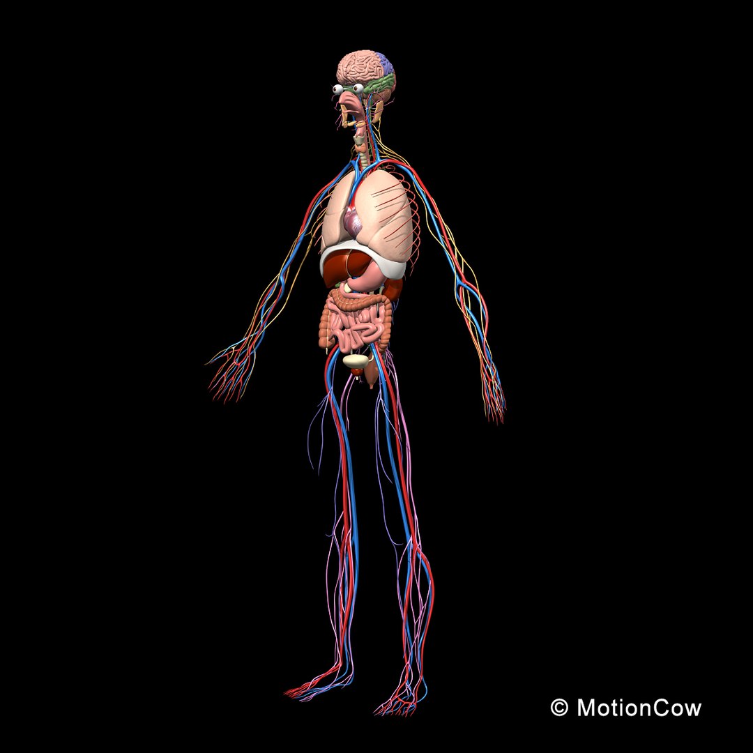 human anatomy nervous systems max https://p.turbosquid.com/ts-thumb/Ad/wv24tE/DkNoFWf5/skeleton_anatomy_nervous_rotatea1/jpg/1380857024/1920x1080/fit_q87/d924e392a6641c2dc355ee901058b6a2a6d7bca1/skeleton_anatomy_nervous_rotatea1.jpg