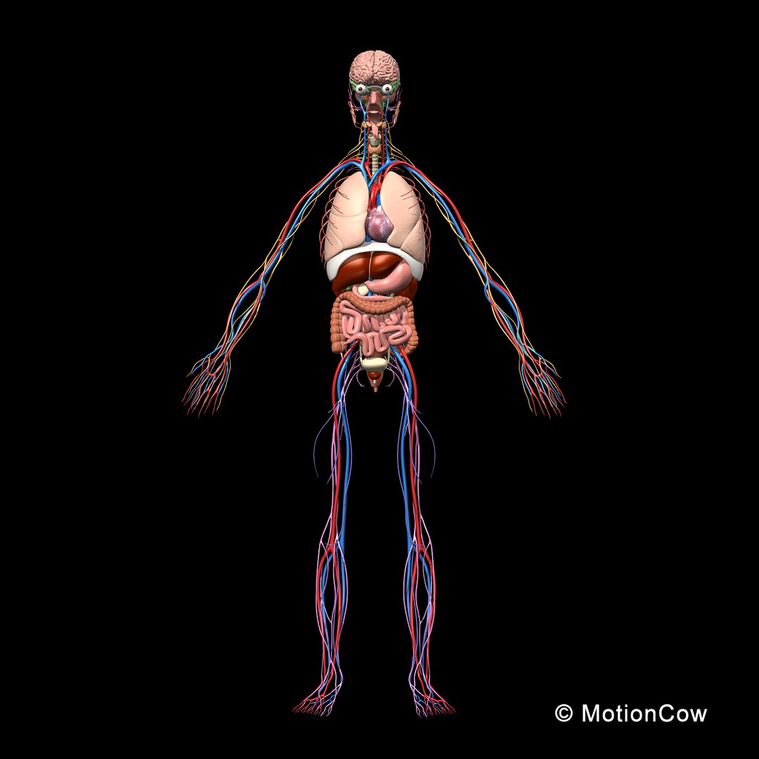 human anatomy nervous systems max https://p.turbosquid.com/ts-thumb/Ad/wv24tE/F99ehUN4/skeleton_anatomy_nervous_rotatec1/jpg/1380857025/1920x1080/fit_q87/88a27dd620494b5e9f5ffa83cbdf0d3da3c3e09d/skeleton_anatomy_nervous_rotatec1.jpg