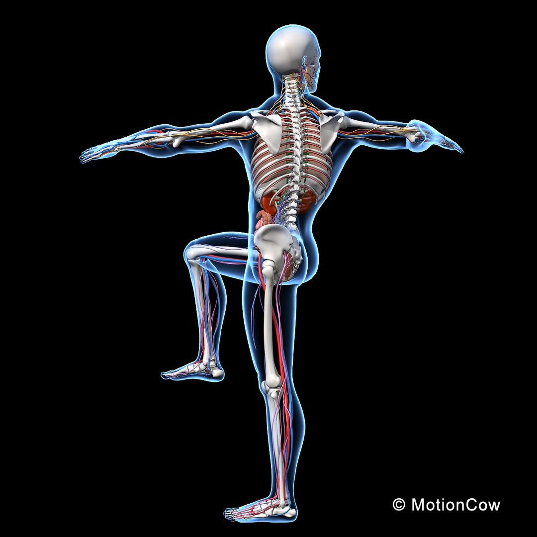 human anatomy nervous systems max https://p.turbosquid.com/ts-thumb/Ad/wv24tE/GS3FGD6W/skeleton_anatomy_nervous_rigged_b/jpg/1380857024/1920x1080/fit_q87/142898c30a692ebec835d7b2f05b64e0d3b7b7ef/skeleton_anatomy_nervous_rigged_b.jpg
