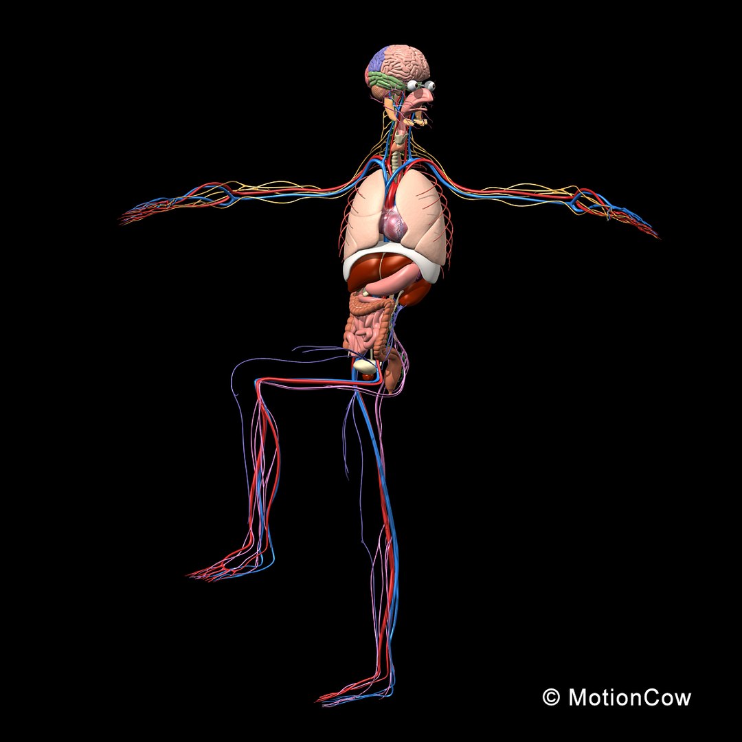human anatomy nervous systems max https://p.turbosquid.com/ts-thumb/Ad/wv24tE/GiqPJgxt/skeleton_anatomy_nervous_rigged_a1/jpg/1380857024/1920x1080/fit_q87/f7feecc665a97e8e66abc17a2957a7c6d0503b29/skeleton_anatomy_nervous_rigged_a1.jpg