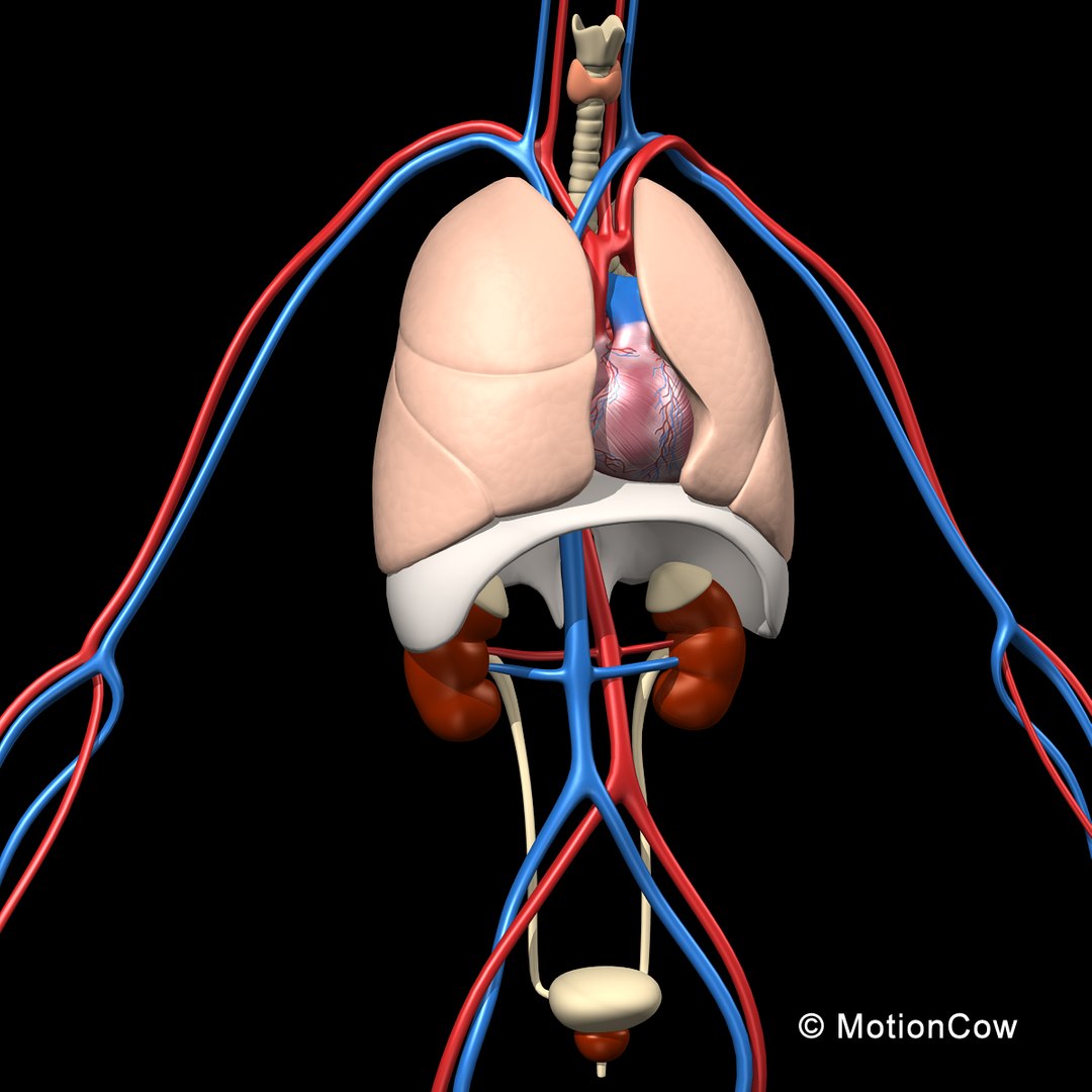 human anatomy nervous systems max https://p.turbosquid.com/ts-thumb/Ad/wv24tE/HwMiunS3/skeleton_anatomy_rotatef/jpg/1380857025/1920x1080/fit_q87/0017dcddff9ae06f833699ab8f00034b431324be/skeleton_anatomy_rotatef.jpg
