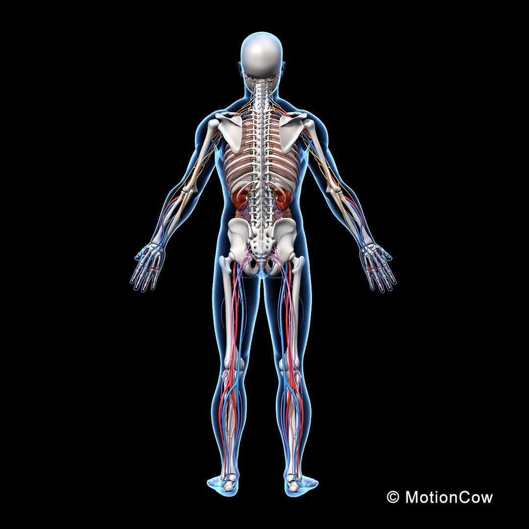 human anatomy nervous systems max https://p.turbosquid.com/ts-thumb/Ad/wv24tE/Lq2xkF2I/skeleton_anatomy_nervous_rotated/jpg/1380857025/1920x1080/fit_q87/51385ced91f4c9e87bd85bba9368408b0a8d26f1/skeleton_anatomy_nervous_rotated.jpg