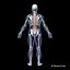 Skeleton Anatomy Nervous System - Rigged