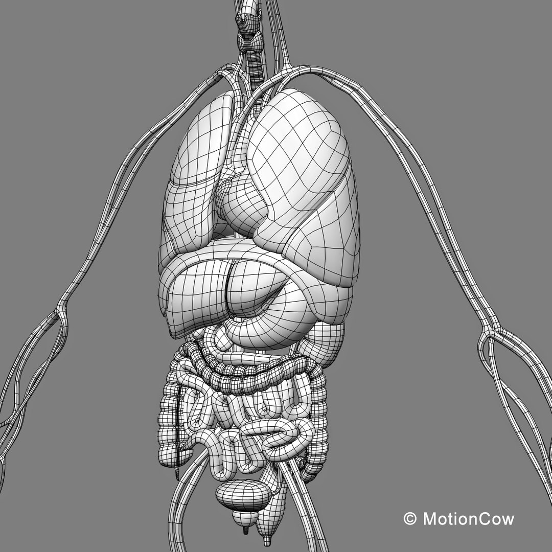 human anatomy nervous systems max https://p.turbosquid.com/ts-thumb/Ad/wv24tE/MZTnKBis/skeleton_anatomy_wirea/jpg/1380857025/1920x1080/fit_q87/e2ea5cc31d046bcb852faa9dbefc8c9f7c678b3d/skeleton_anatomy_wirea.jpg