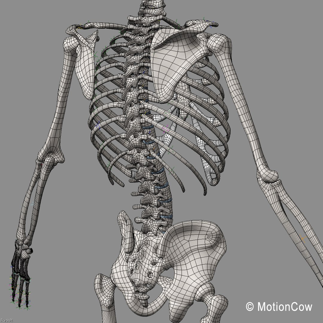 human anatomy nervous systems max https://p.turbosquid.com/ts-thumb/Ad/wv24tE/NjRgT6ny/skeleton_g2_wire/jpg/1380887275/1920x1080/fit_q87/5b3c53360743e4f133751d4243de445f57e0890f/skeleton_g2_wire.jpg