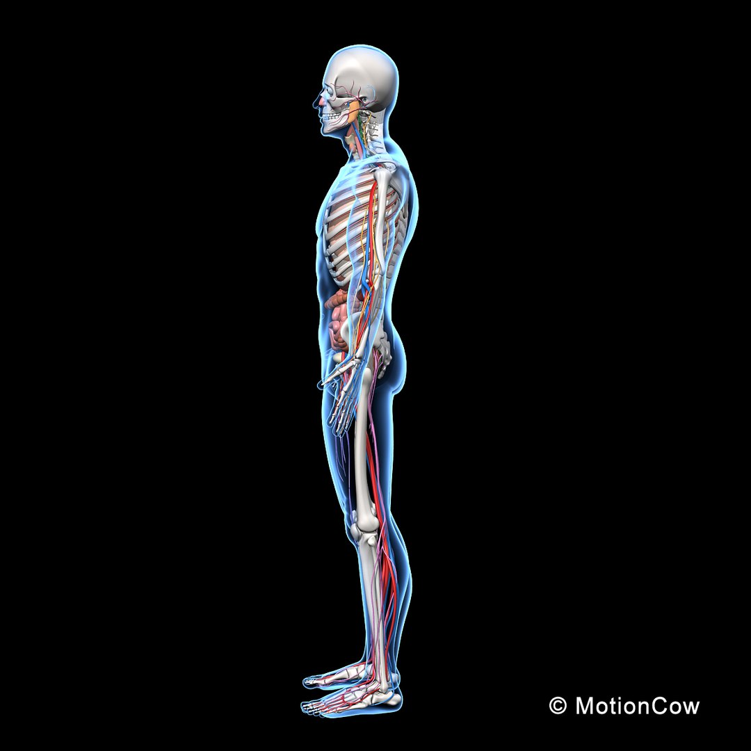 human anatomy nervous systems max https://p.turbosquid.com/ts-thumb/Ad/wv24tE/PPy7iDWQ/skeleton_anatomy_nervous_rotatee/jpg/1380857025/1920x1080/fit_q87/44e1e28f6f8add86ee5b098b1e4066e4ca0fe53f/skeleton_anatomy_nervous_rotatee.jpg