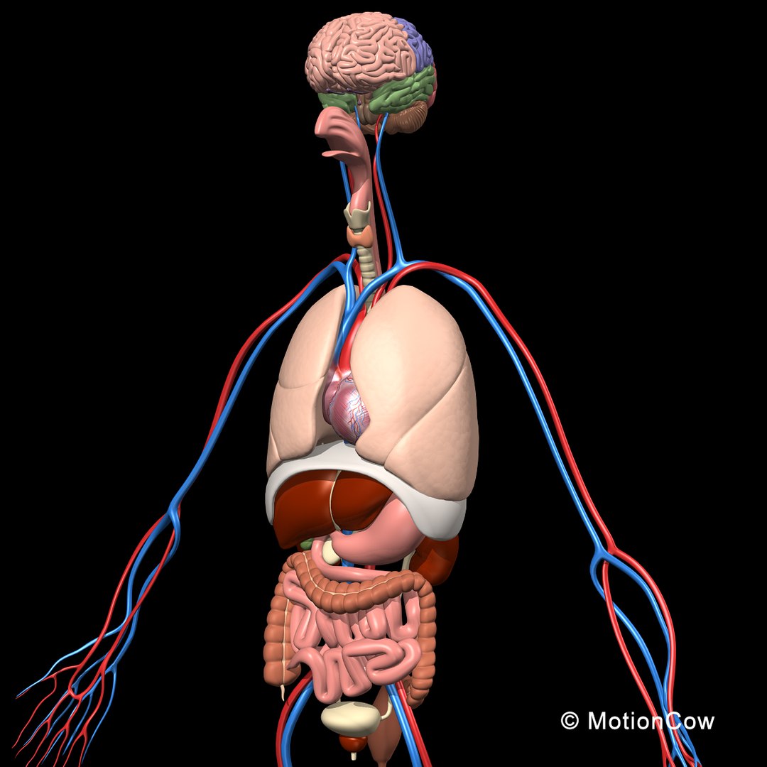 human anatomy nervous systems max https://p.turbosquid.com/ts-thumb/Ad/wv24tE/Q0TKmDJx/skeleton_anatomy_rotatea2/jpg/1380857025/1920x1080/fit_q87/195ce9122d8a5c133bece06db7a8c3f452f58718/skeleton_anatomy_rotatea2.jpg