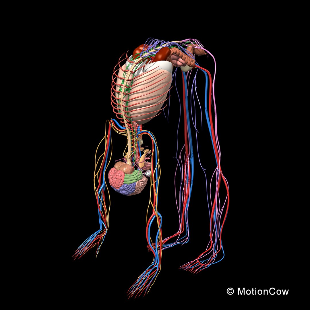 human anatomy nervous systems max https://p.turbosquid.com/ts-thumb/Ad/wv24tE/QfptmJJy/skeleton_anatomy_nervous_rigged_c1/jpg/1380857024/1920x1080/fit_q87/2a093c791c71488c9d19304df8fa6aaf3d653183/skeleton_anatomy_nervous_rigged_c1.jpg