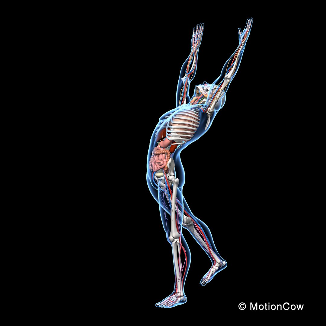 human anatomy nervous systems max https://p.turbosquid.com/ts-thumb/Ad/wv24tE/R8AZkTi7/skeleton_anatomy_nervous_rigged_e/jpg/1380857024/1920x1080/fit_q87/c55cc17e5f8fa0adb25b8b2efcbd94cd2d4327ef/skeleton_anatomy_nervous_rigged_e.jpg