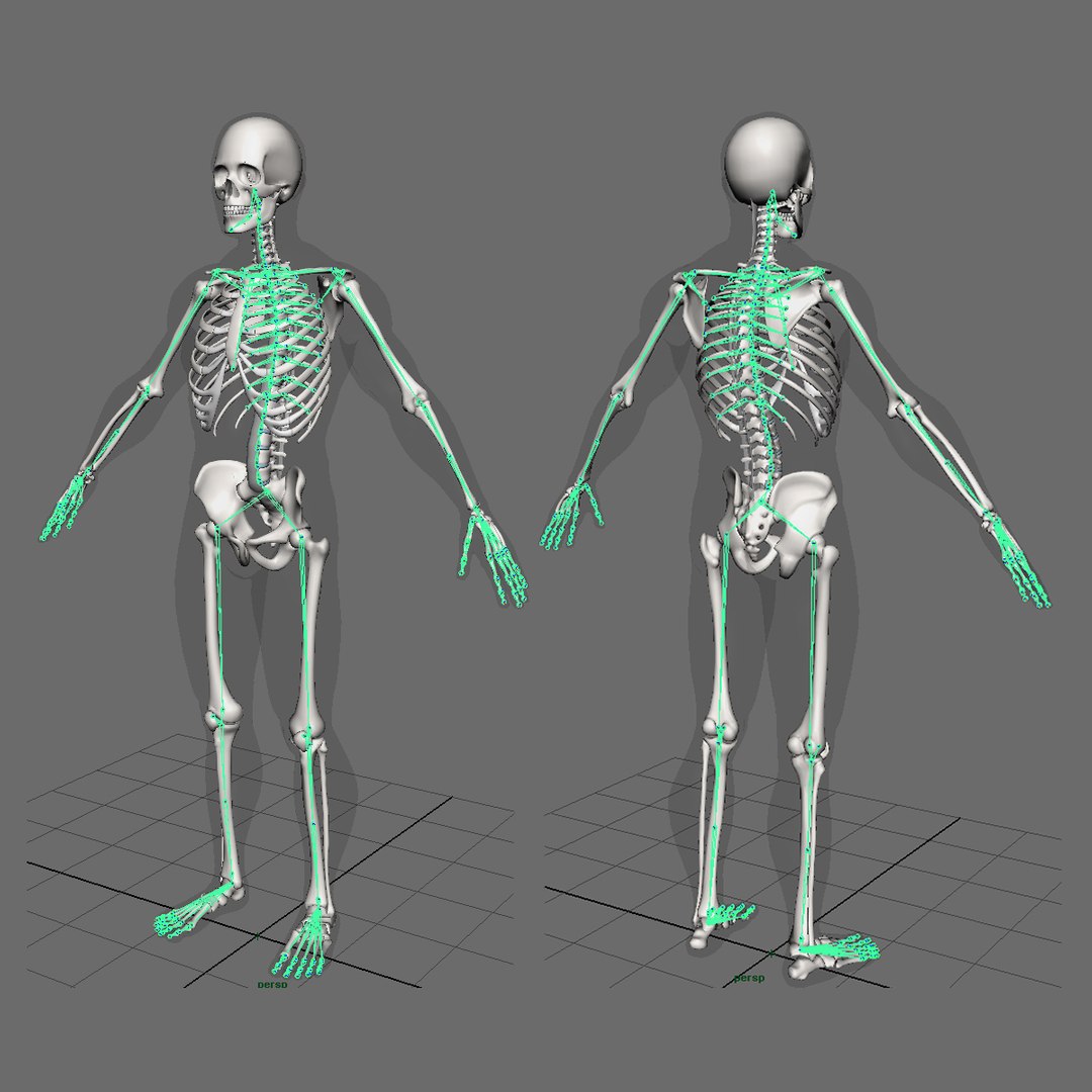 human anatomy nervous systems max https://p.turbosquid.com/ts-thumb/Ad/wv24tE/SUskhjeV/skeleton_rig/jpg/1430884714/1920x1080/fit_q87/70ca1565ef8d167519b6de9ff0acae9e13db191c/skeleton_rig.jpg