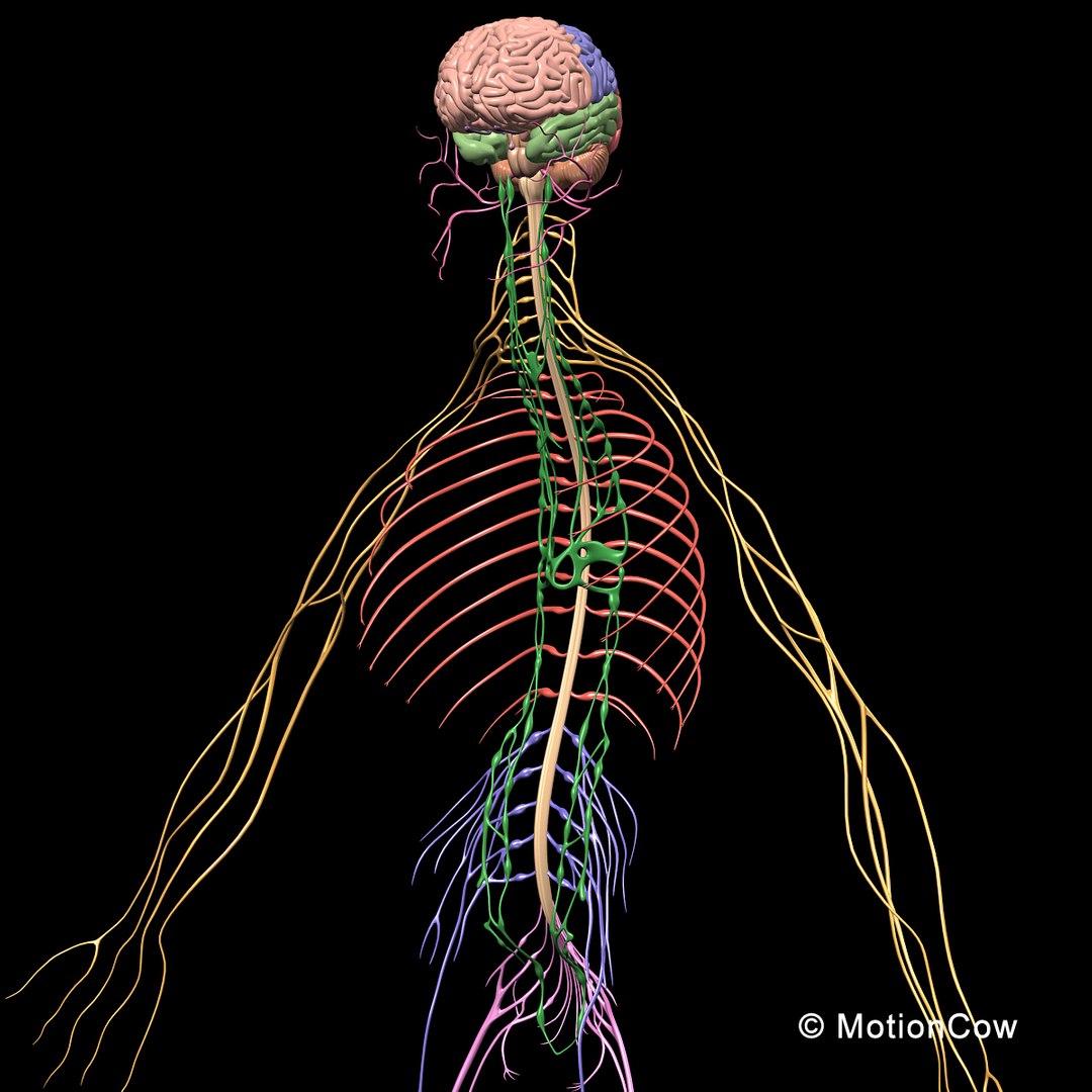 human anatomy nervous systems max https://p.turbosquid.com/ts-thumb/Ad/wv24tE/TJVRbp0f/nervous_system_a/jpg/1380857024/1920x1080/fit_q87/2ee36a1c39cd64596141b76d3c920b14ceb64dd0/nervous_system_a.jpg
