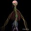 Skeleton Anatomy Nervous System - Rigged