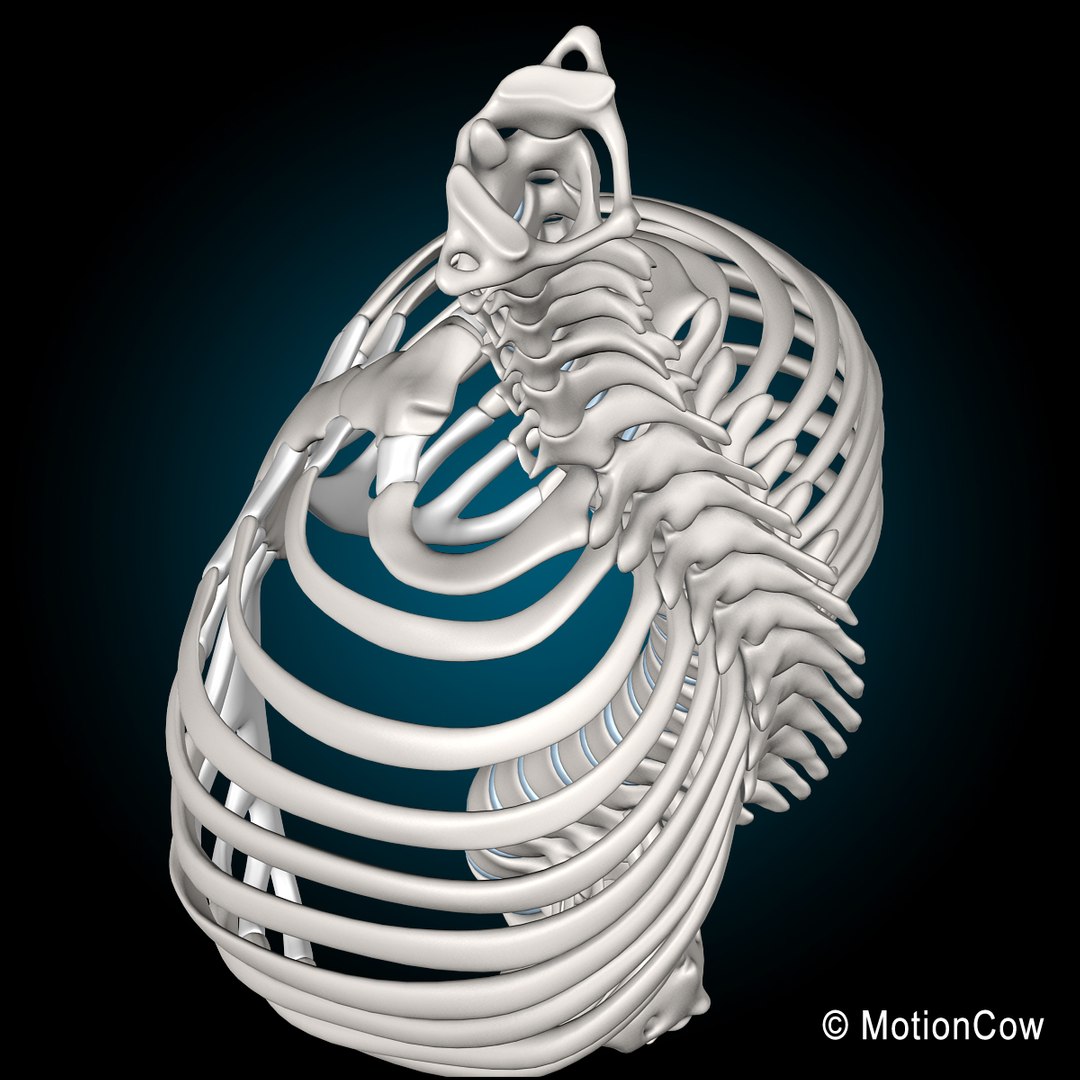 human anatomy nervous systems max https://p.turbosquid.com/ts-thumb/Ad/wv24tE/UUapf2Og/skeleton_ribcage_b/jpg/1380887275/1920x1080/fit_q87/6f9b70056ce9480f78f072a26c5b31fc2c751500/skeleton_ribcage_b.jpg