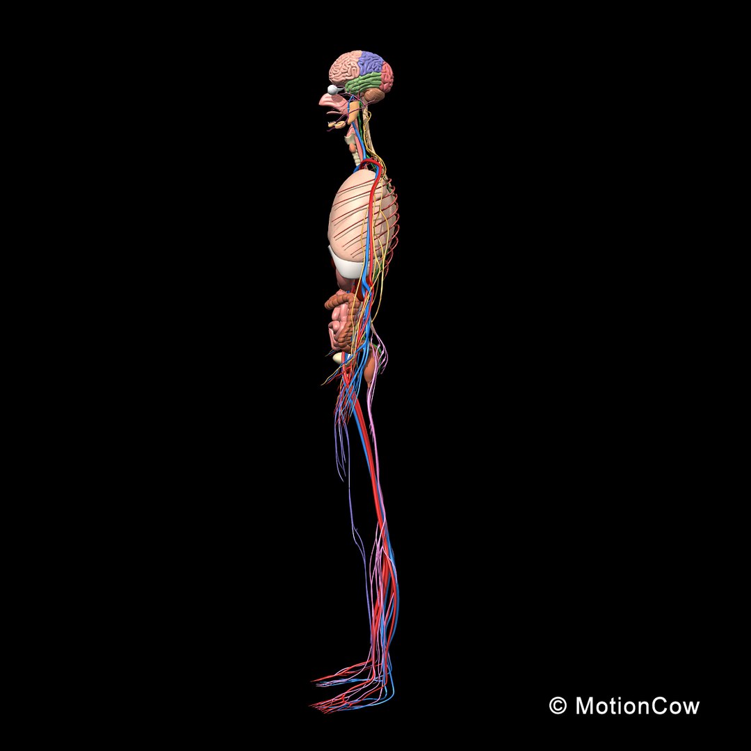 human anatomy nervous systems max https://p.turbosquid.com/ts-thumb/Ad/wv24tE/UsM5tw4g/skeleton_anatomy_nervous_rotatee1/jpg/1380857025/1920x1080/fit_q87/0b7323b13a2d131f22fba2a4fb26cb2829a17f97/skeleton_anatomy_nervous_rotatee1.jpg