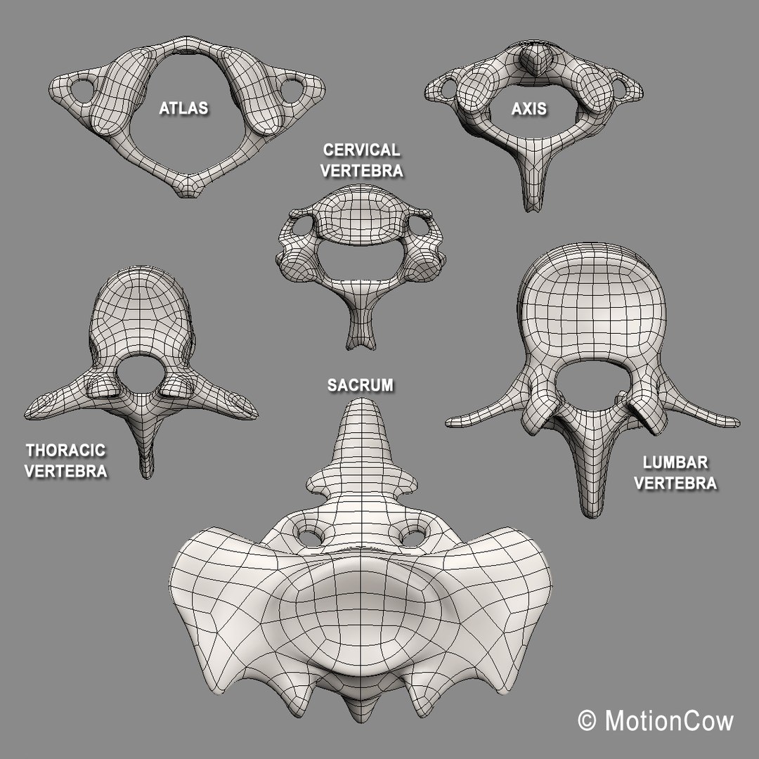 human anatomy nervous systems max https://p.turbosquid.com/ts-thumb/Ad/wv24tE/WRdgEp3K/spine_m_wire/jpg/1380887275/1920x1080/fit_q87/fae9c3f3fa03d4fadf22a5c19c2e649670f11176/spine_m_wire.jpg