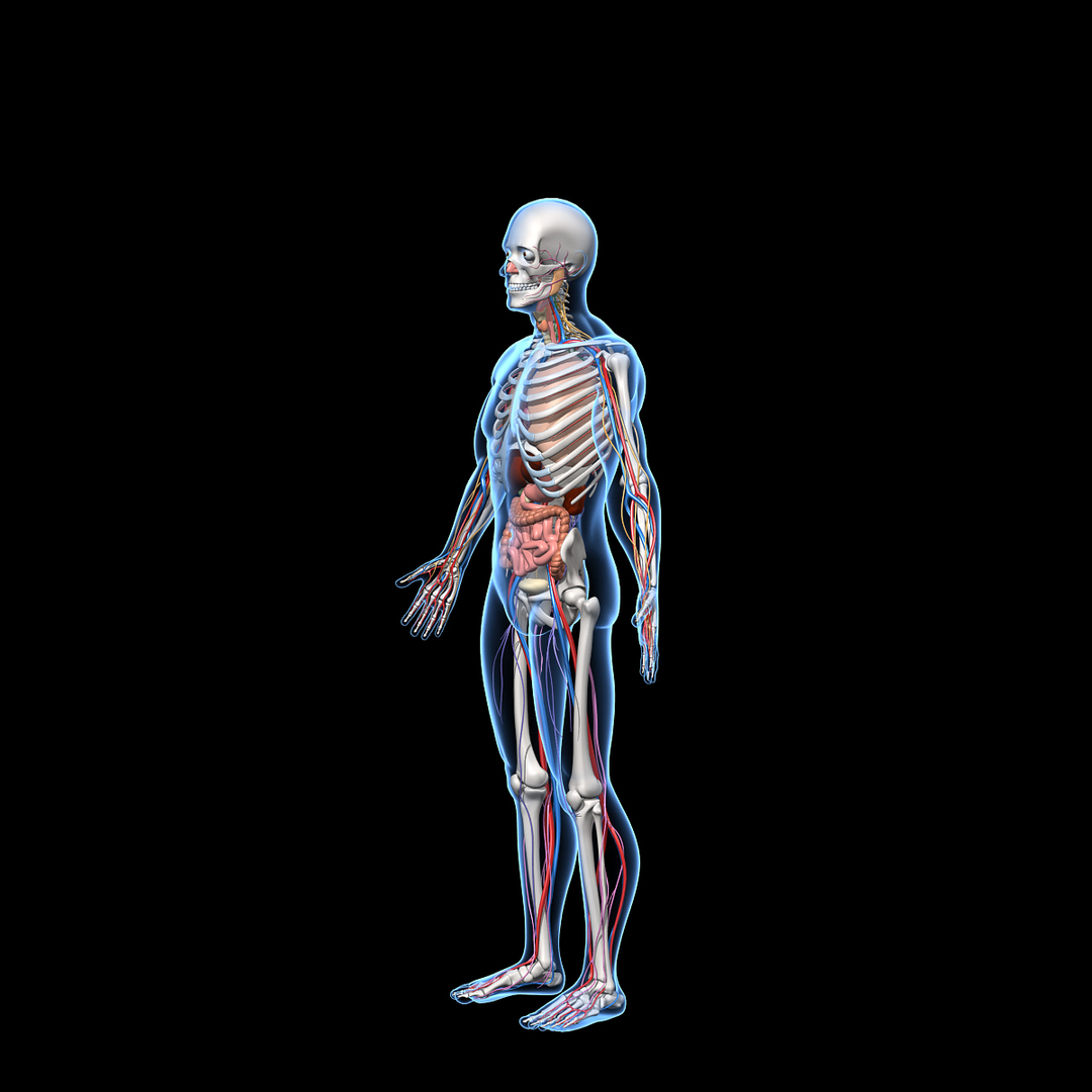 human anatomy nervous systems max https://p.turbosquid.com/ts-thumb/Ad/wv24tE/WXK8W2jR/san_posesa/jpg/1380505499/1920x1080/turn_fit_q99/09c9f682f7dadbe0499428b10574cc664fd28274/san_posesa-1.jpg