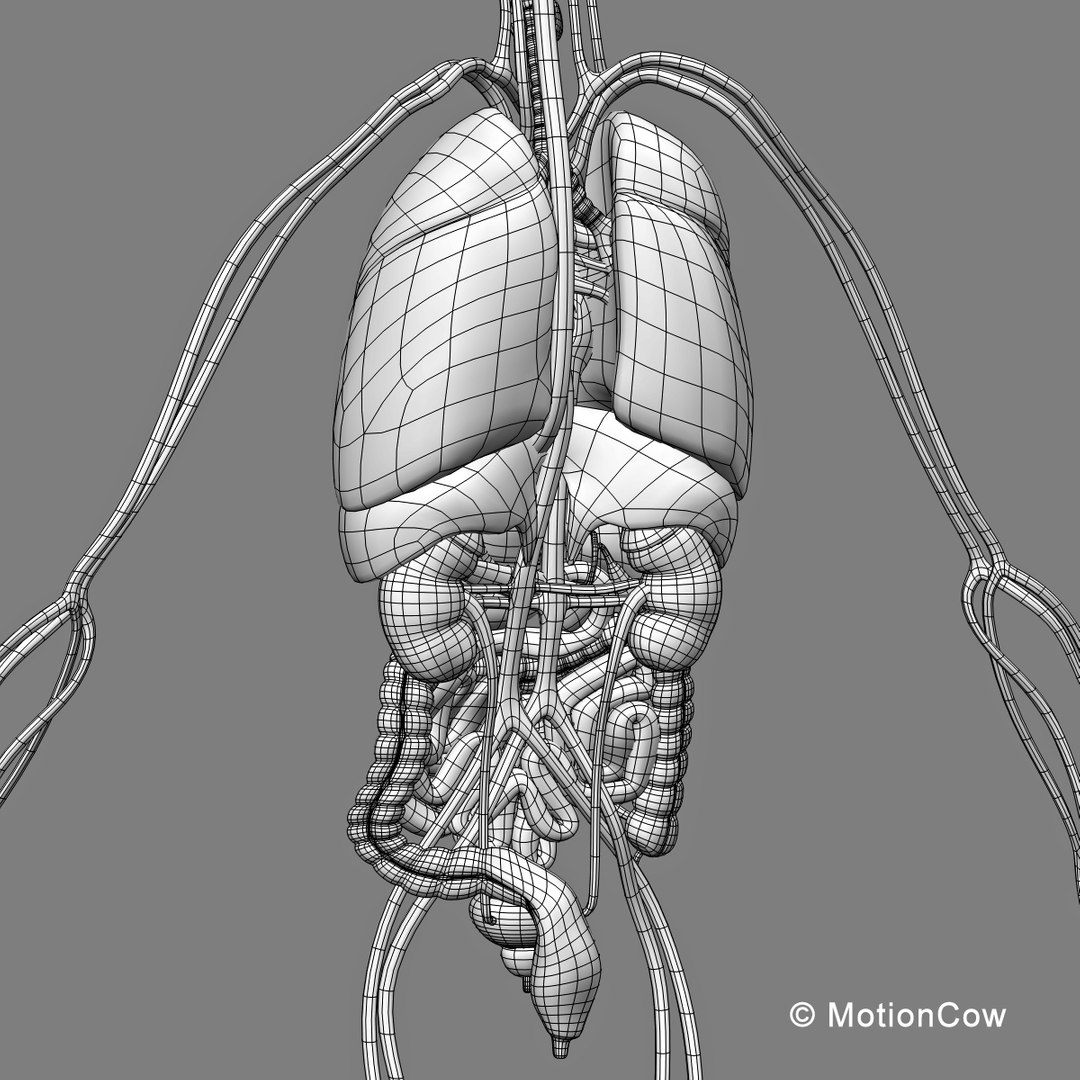 human anatomy nervous systems max https://p.turbosquid.com/ts-thumb/Ad/wv24tE/WsjLrQYh/skeleton_anatomy_wireb/jpg/1380857025/1920x1080/fit_q87/1f36185922070a4c922857bedea906682f758aea/skeleton_anatomy_wireb.jpg
