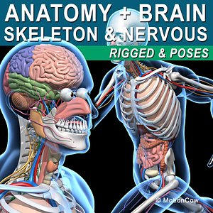 Skeleton Anatomy Nervous System - Rigged