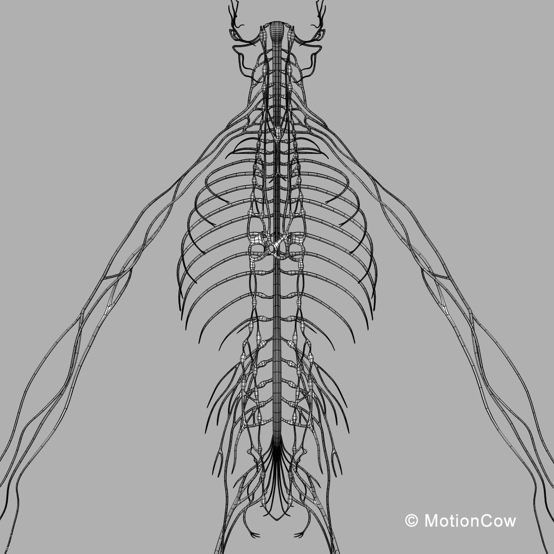 human anatomy nervous systems max https://p.turbosquid.com/ts-thumb/Ad/wv24tE/XiMUuK7N/nervous_wireb/jpg/1380857024/1920x1080/fit_q87/ef53eed71be467bec3191c3162ba616e77049630/nervous_wireb.jpg