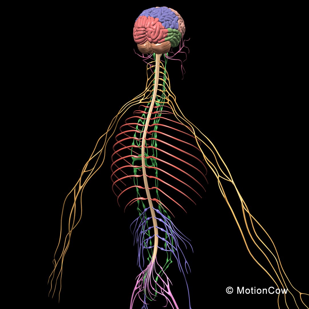 human anatomy nervous systems max https://p.turbosquid.com/ts-thumb/Ad/wv24tE/ZVQjutnN/nervous_system_b/jpg/1380857024/1920x1080/fit_q87/45d5a8b07c39558cbadd76f9a17644b14e57b068/nervous_system_b.jpg
