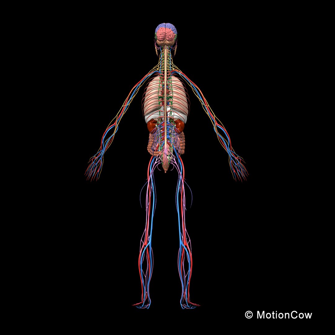 human anatomy nervous systems max https://p.turbosquid.com/ts-thumb/Ad/wv24tE/bt8Ncor5/skeleton_anatomy_nervous_rotated1/jpg/1380857025/1920x1080/fit_q87/cefb4f3f48c984c93ca2856f64faa8df4a18c367/skeleton_anatomy_nervous_rotated1.jpg
