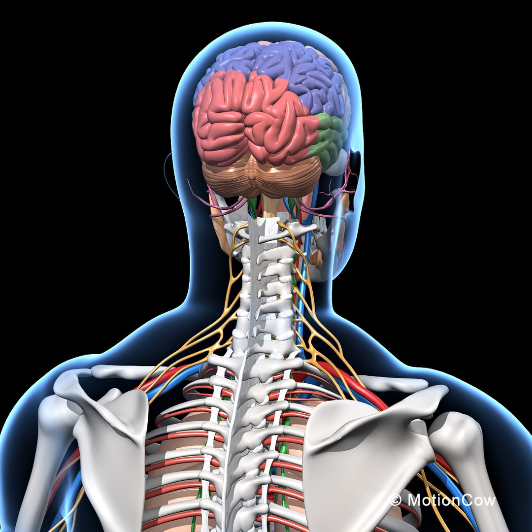 human anatomy nervous systems max https://p.turbosquid.com/ts-thumb/Ad/wv24tE/dVDwhzwC/skeleton_anatomy_nervous_rotateh/jpg/1380857025/1920x1080/fit_q87/b37f6ebe43adbe0a967c3e6f3bde8e209dd2de7a/skeleton_anatomy_nervous_rotateh.jpg
