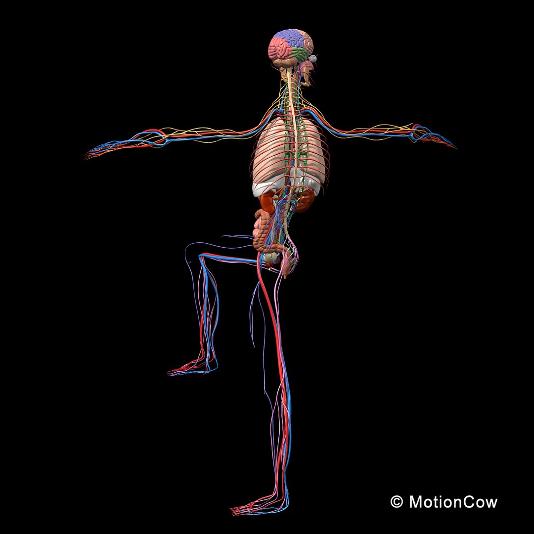 human anatomy nervous systems max https://p.turbosquid.com/ts-thumb/Ad/wv24tE/dXqT7fHW/skeleton_anatomy_nervous_rigged_b1/jpg/1380857024/1920x1080/fit_q87/fe4264c7e47cb793cf061048e850720220cb23a4/skeleton_anatomy_nervous_rigged_b1.jpg